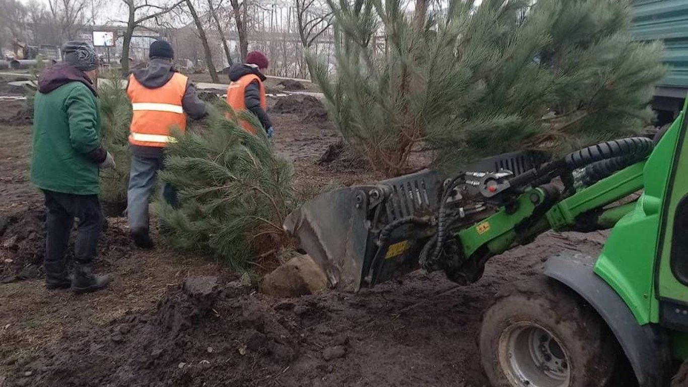 Дніпровський район Києва - у парку на Дніпровській набережній висадили сосни