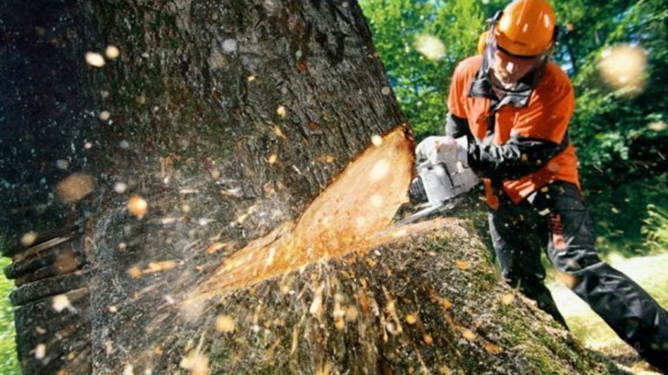 Из-за лесничего в Одесской области незаконно украли деревьев на 1,5 миллиона