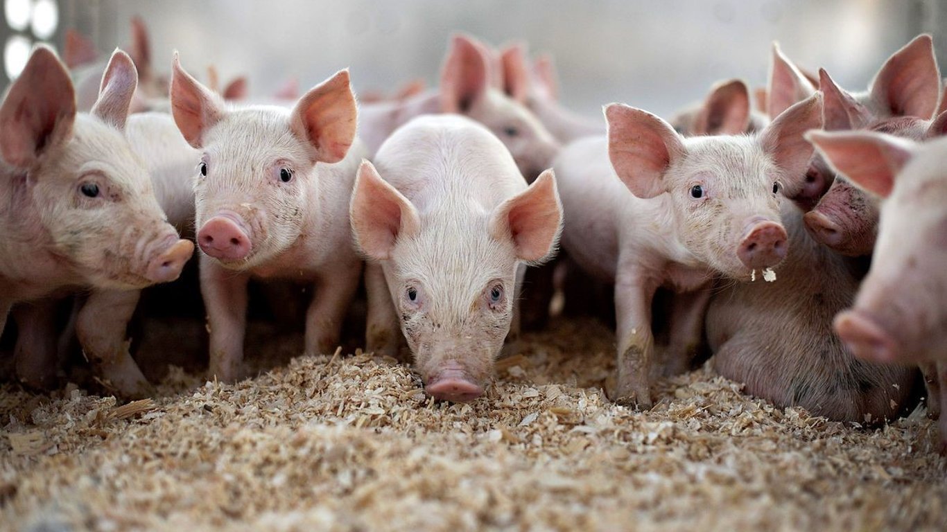 У Харківській області виявили африканську чуму свиней