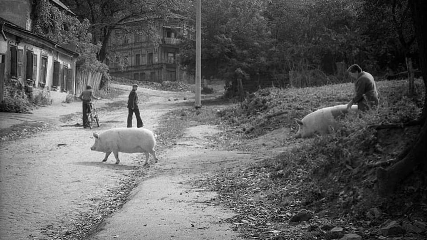 В мережі оприлюднили фото, як по Києву бігають свині
