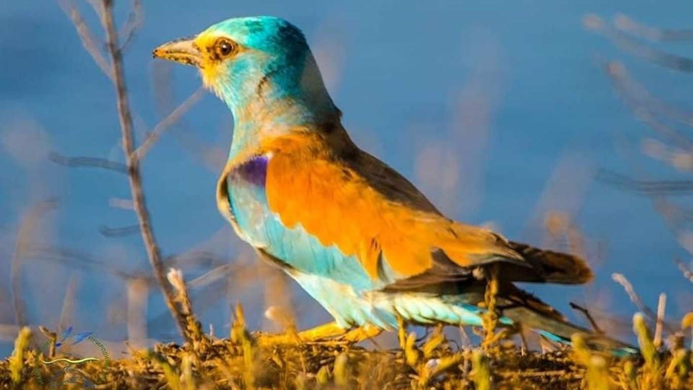 На Одещині гніздяться рідкісні червонокнижні птахи
