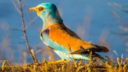На Одещині гніздяться рідкісні червонокнижні птахи - 285x160
