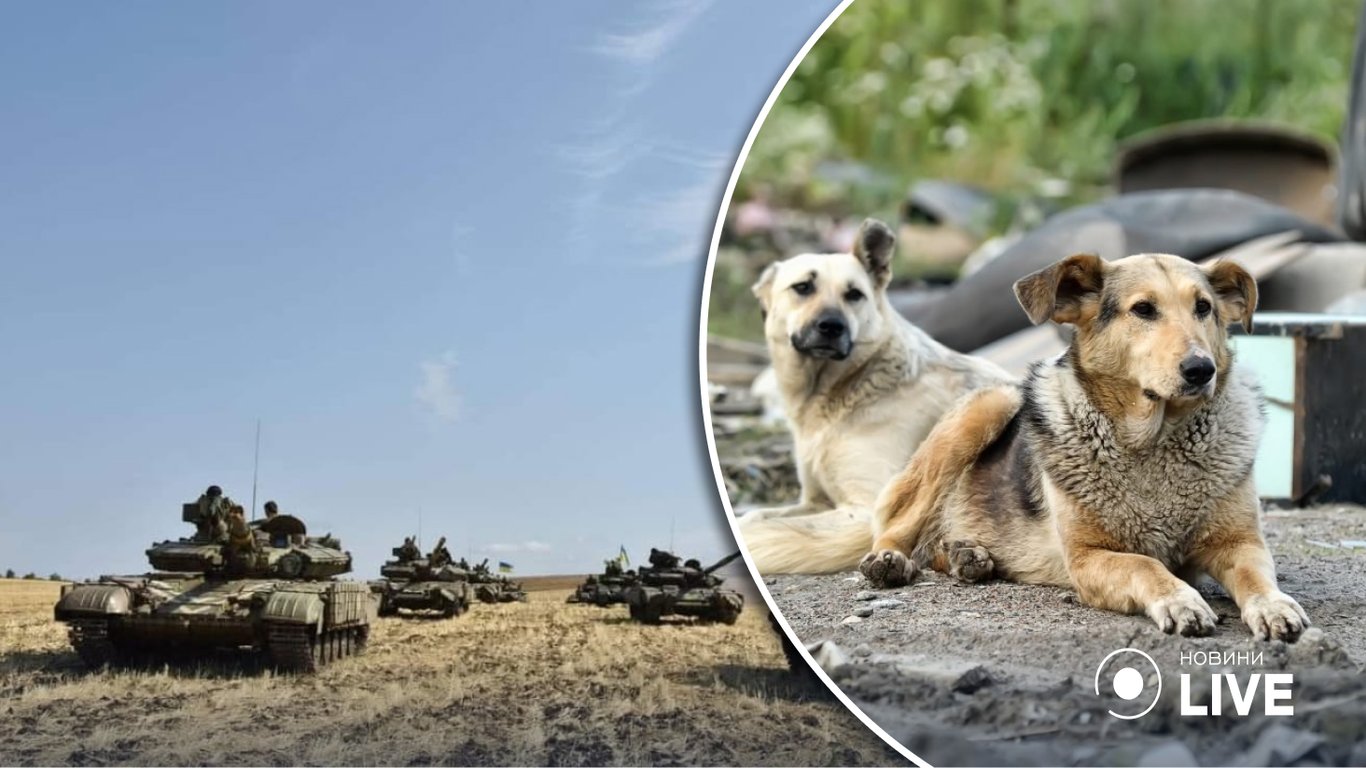 У рф запропонували відправити на війну в Україну собак підривати танки