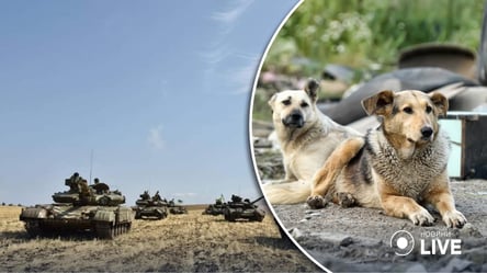 В рф предложили отправить на войну в Украину собак взрывать танки - 285x160