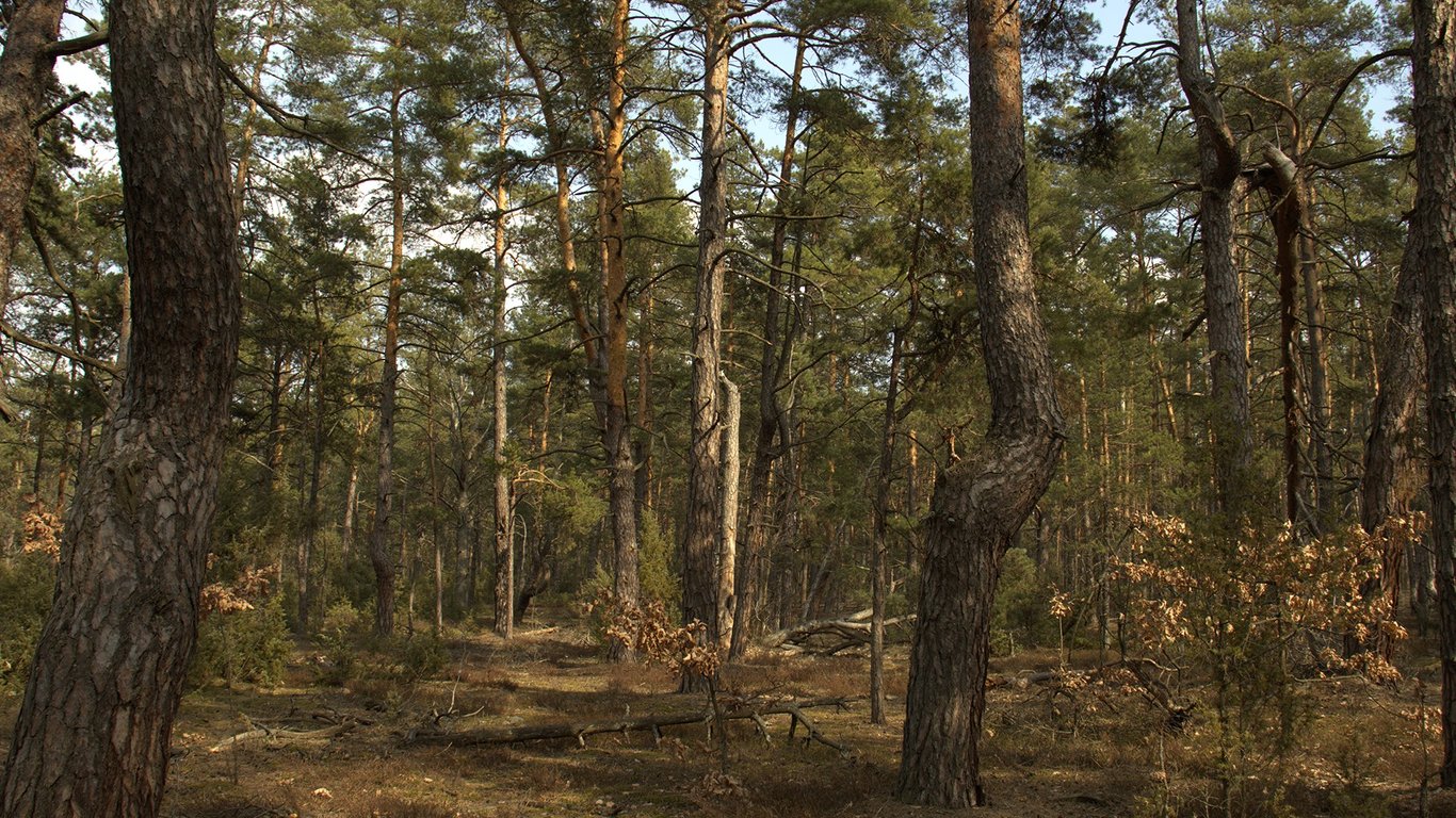Перший природний ліс з'явився в Київській області
