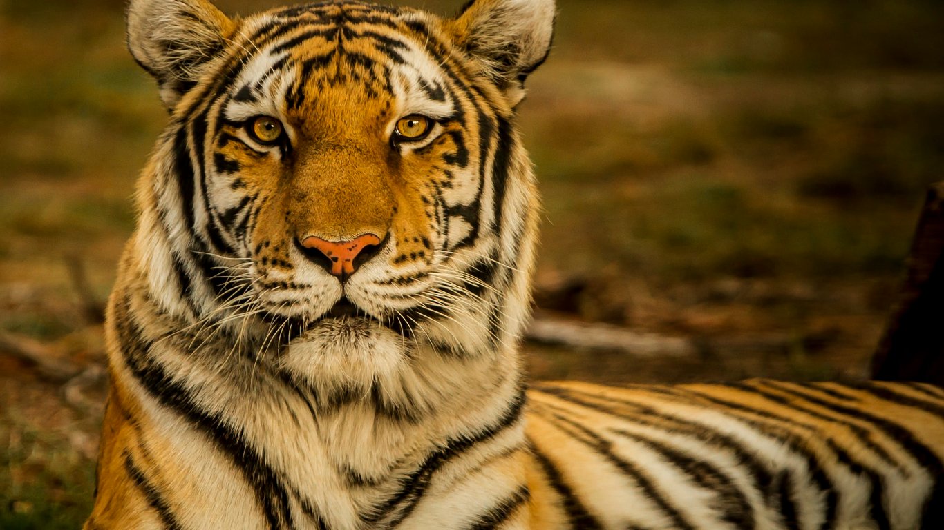 Тигр відкусив дитині палець в окупованому Криму - подробиці