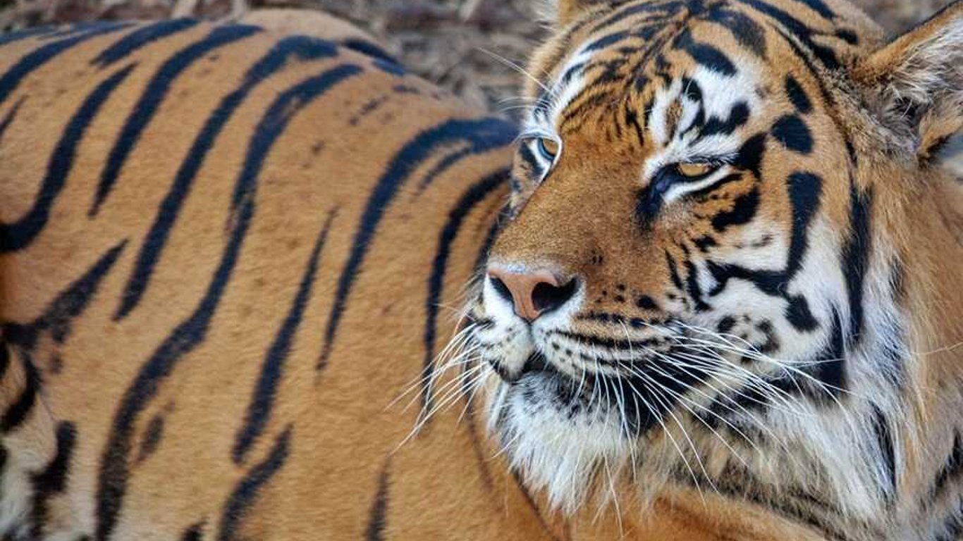 Дика природа - у Київському зоопарку для тигрів встановили новорічні будиночки - відео