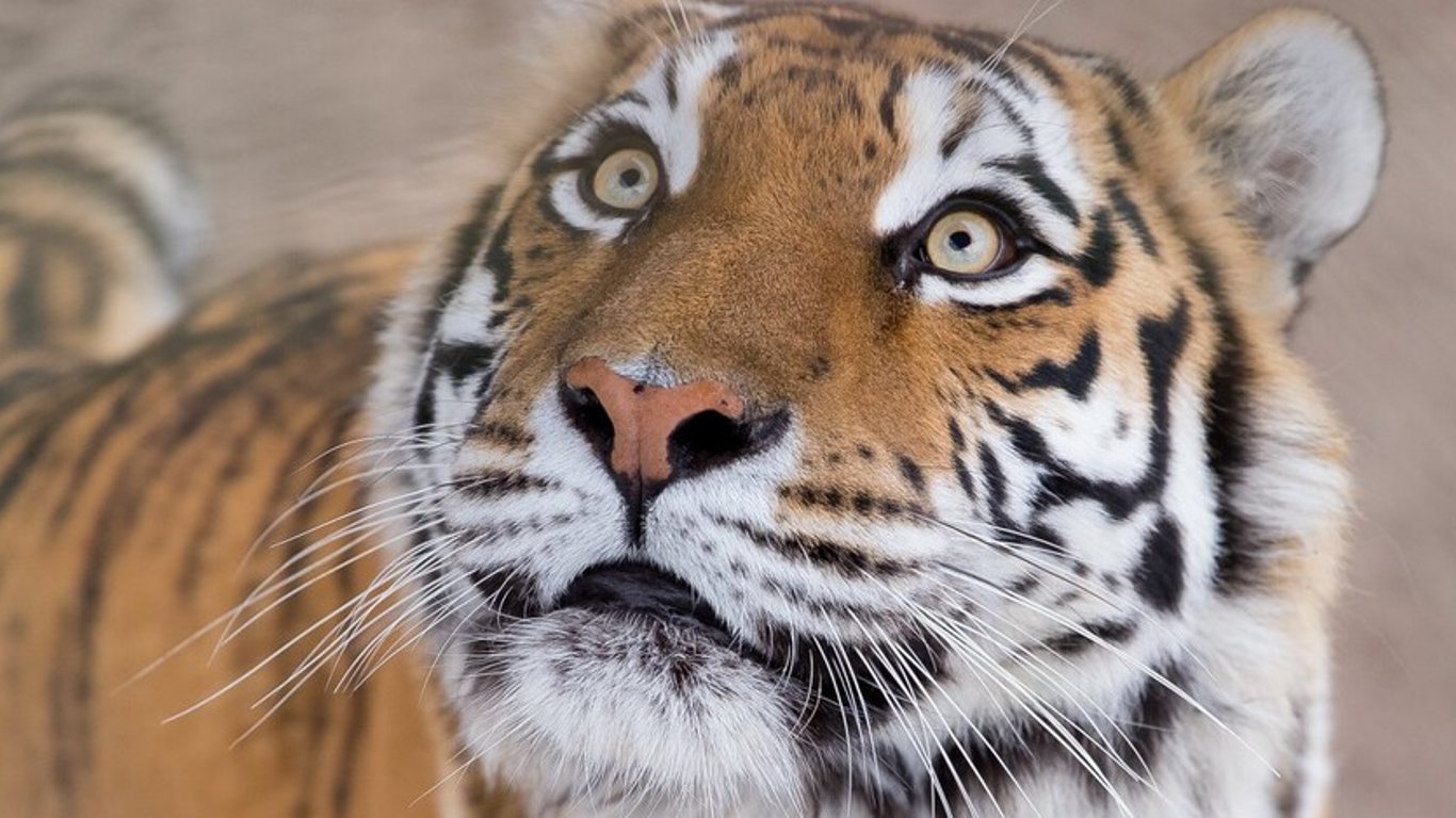 Тигрица Далила - зоопарк Киева показал новое видео спасенного с Харьковщины животного