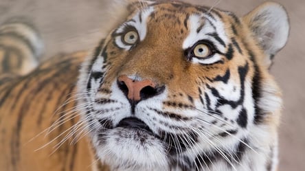 Столичный зоопарк показал новое видео спасенной с Харьковщины тигрицы - 285x160