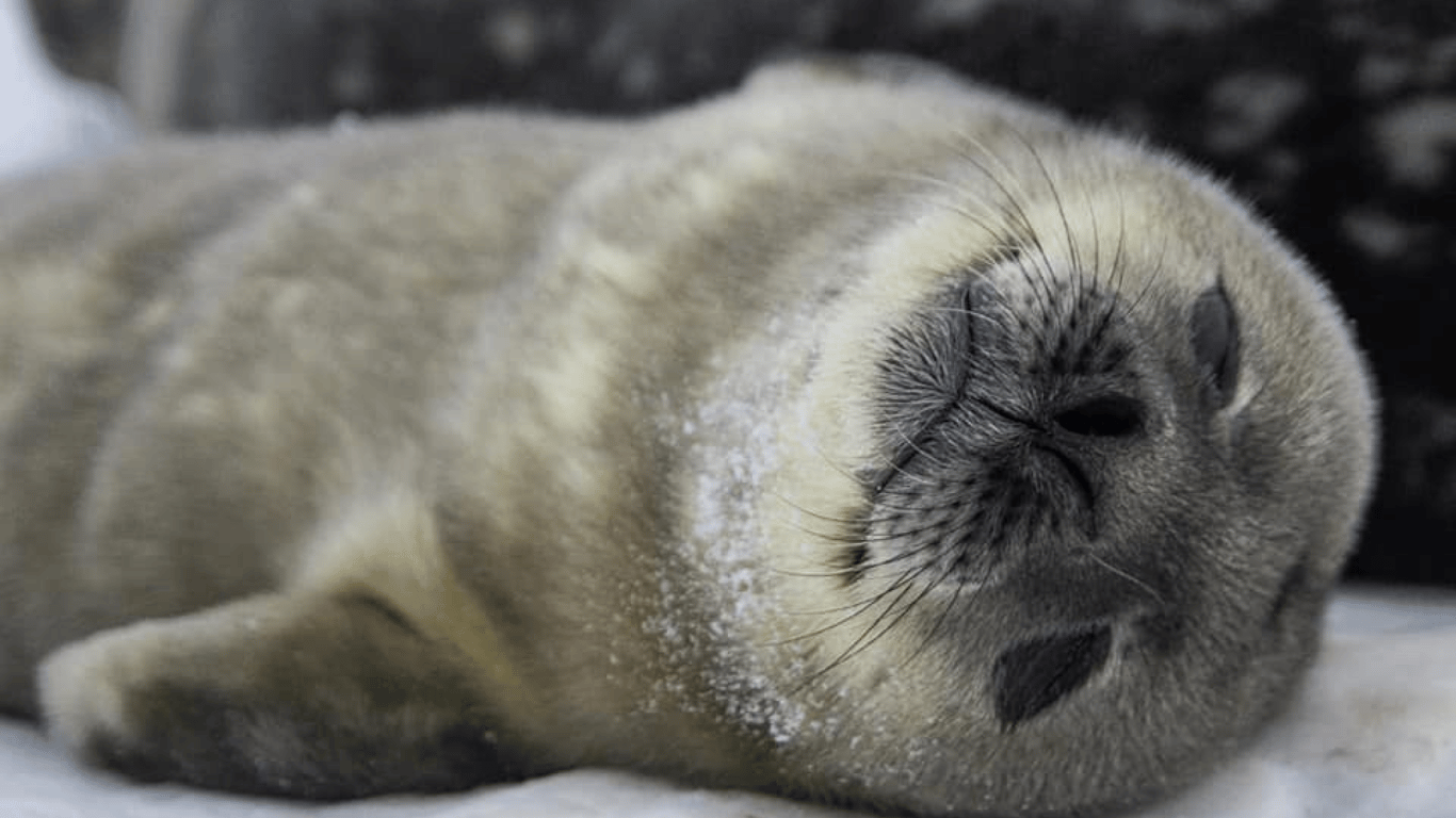 Как смотрят детеныши тюленей