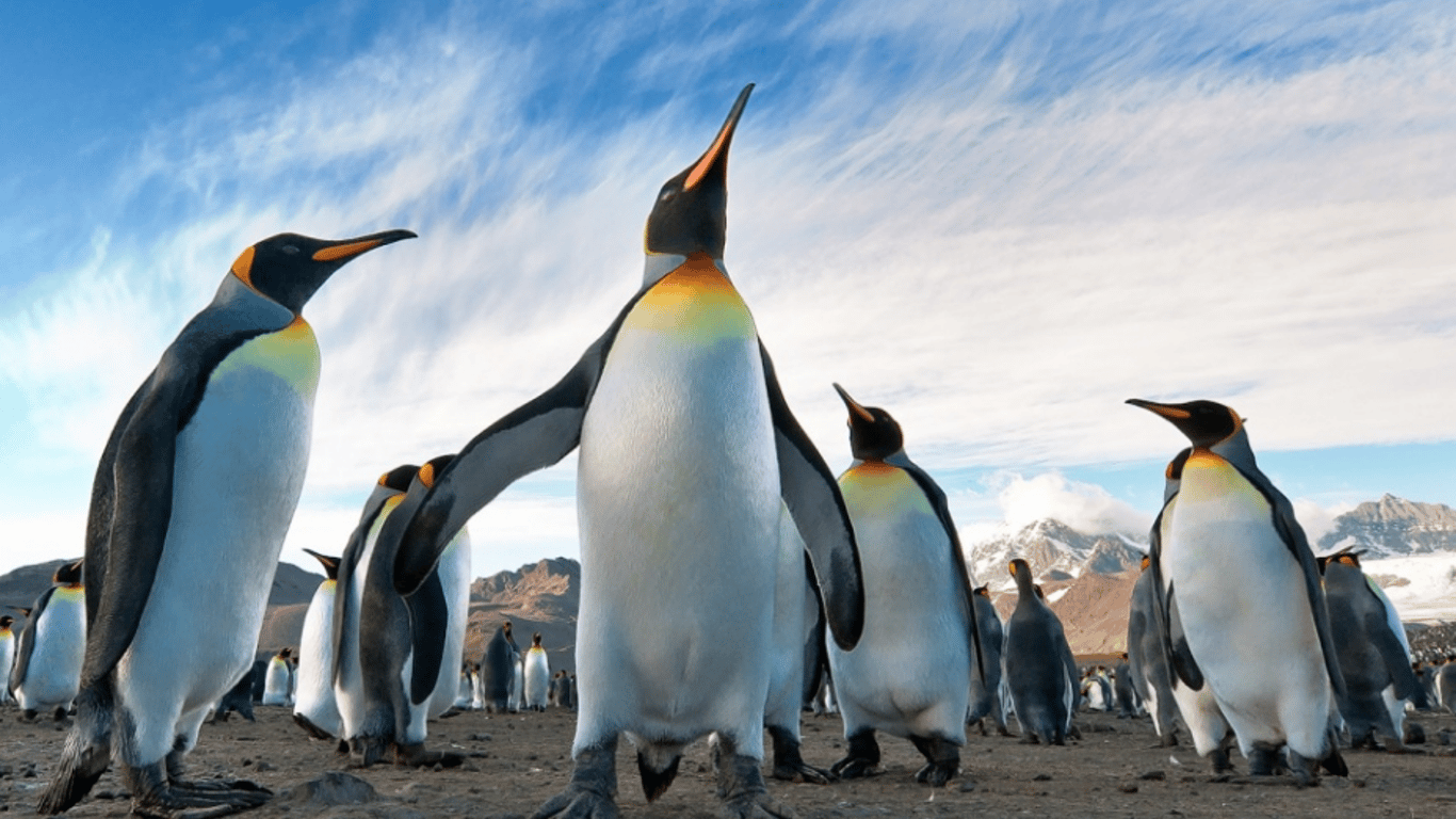 Вчені розшифрували як спілкуються пінгвіни