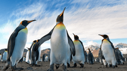 Вчені розшифрували як спілкуються пінгвіни - 285x160