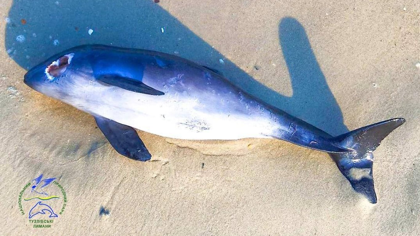 Война убивает природу: в нацпарке Тузловские лиманы снова погибли дельфины