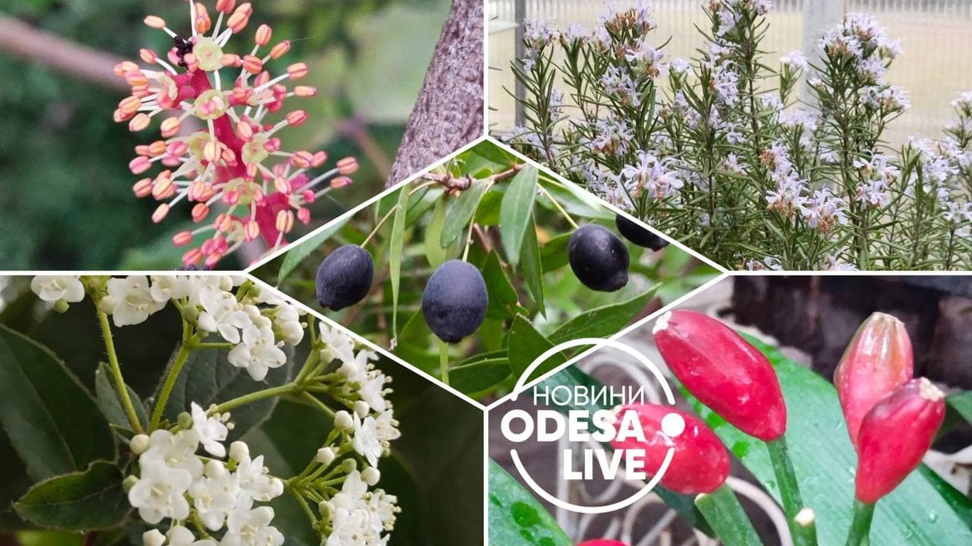 В оранжерее ботанического сада в Одессе цветут растения