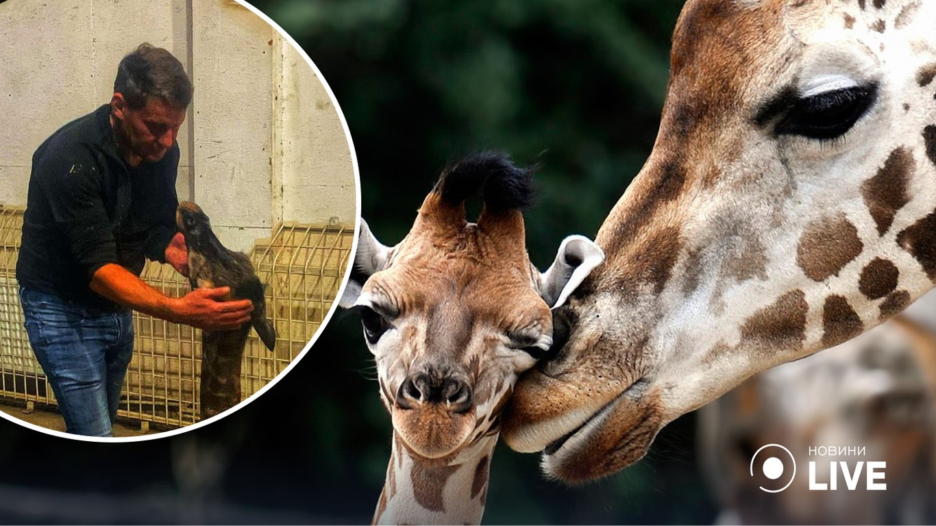 В Одеському біопарку народився жираф