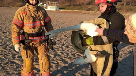 На пляжі Чорноморська співробітники ДСНС врятували травмованого лебедя. Фото - 285x160