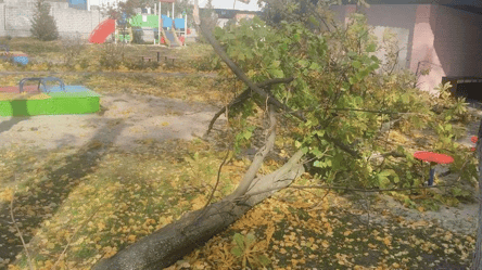 У дитсадку на Полтавщині на дітей впало дерево: дівчинка в комі - 285x160