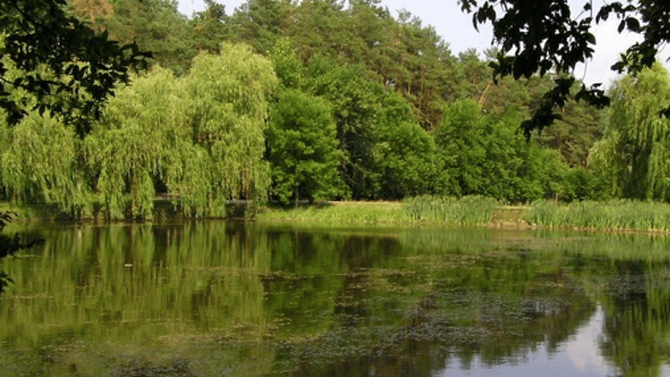 В Голосеевском парке гибнут птицы и рыба - что случилось