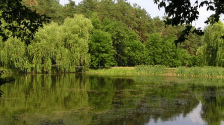 Екокатастрофа в Голосіївському парку: чому на озерах масово гинуть птахи та риба - 285x160