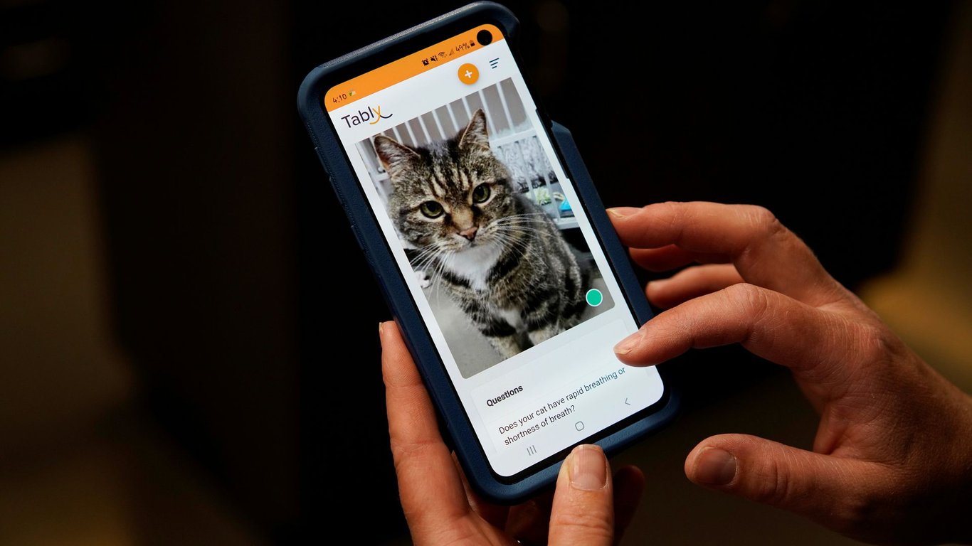 В Канаде создали приложение, которое определяет эмоции вашего кота