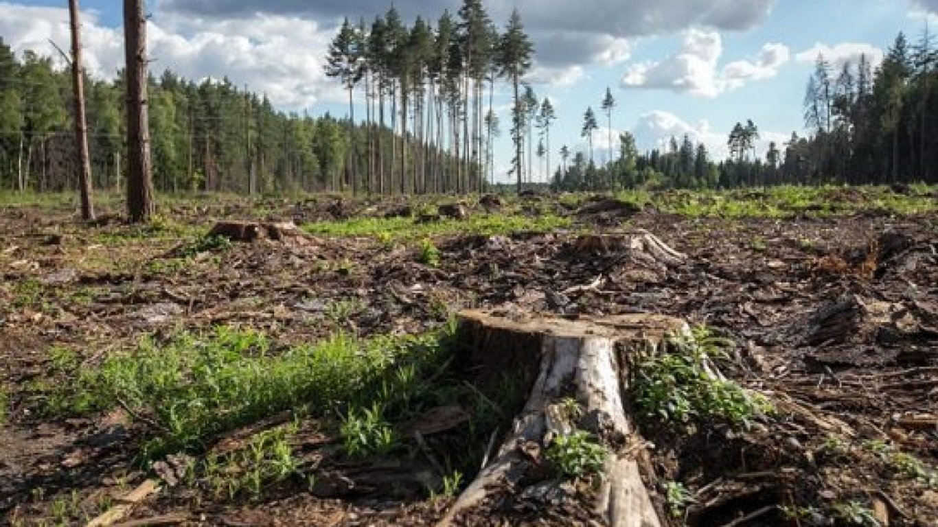 Вирубка лісу - неподалік Білої Церкви незаконно вирубали ділянку на понад 260 тисяч грн