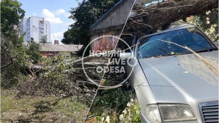 Уничтожены машины, оборваны провода и выбиты окна: каковы последствия деревопада в Одессе после ливня. Фото - 285x160