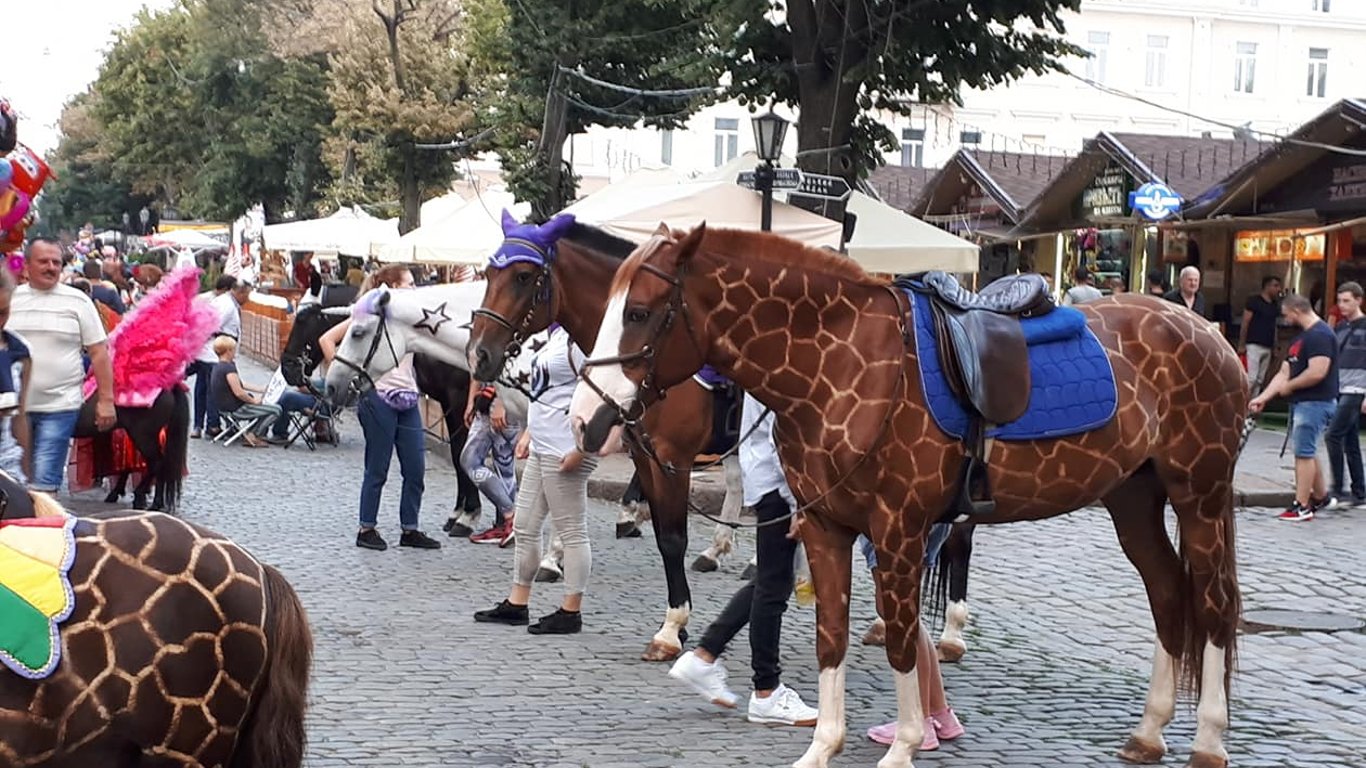 Конные прогулки и экскурсии хотят урегулировать в Одессе