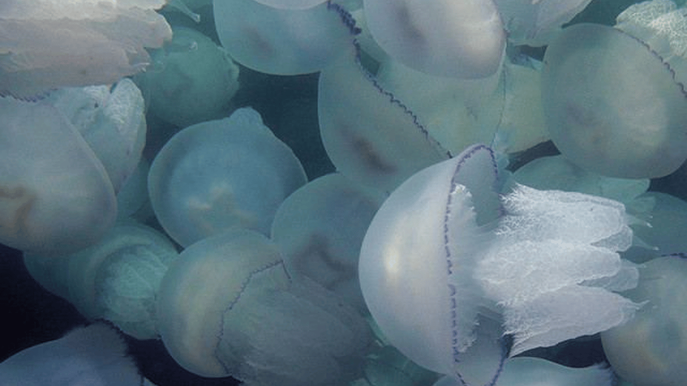 В Одессе море заполонили огромные медузы — видео