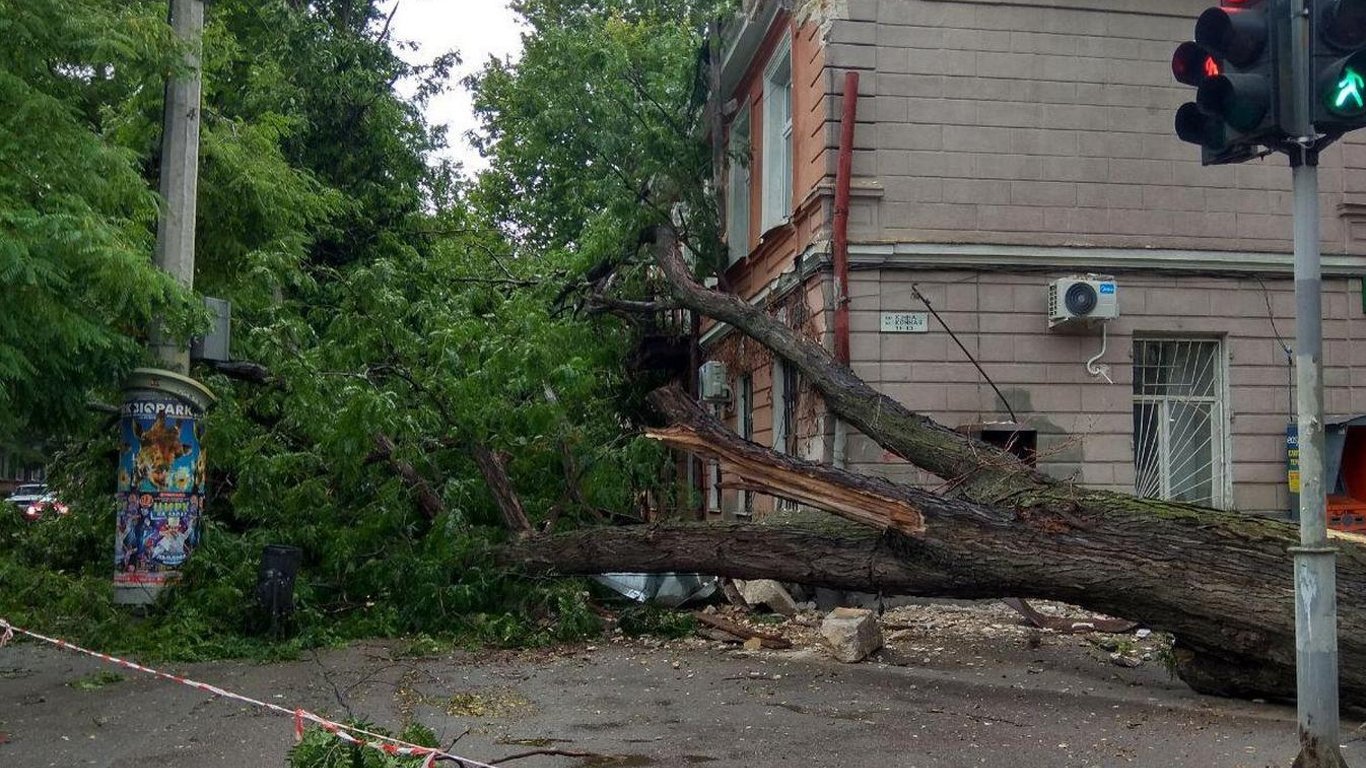В Одесі планують спиляти 39 аварійних дерев