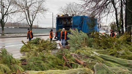 Після Нового року одеські комунальники вивезли понад 5 тисяч покинутих ялинок. Фото - 285x160