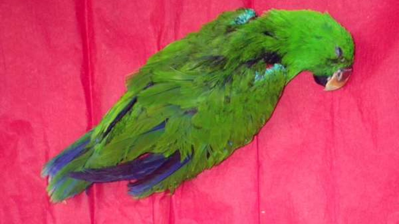 В Одесі школярі вирішили пограти мертвим папугою