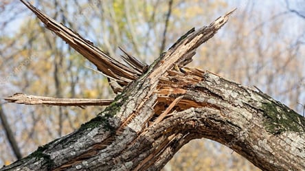 Просили спилить несколько месяцев: в Одессе дерево раздавило Mitsubishi. Видео - 285x160