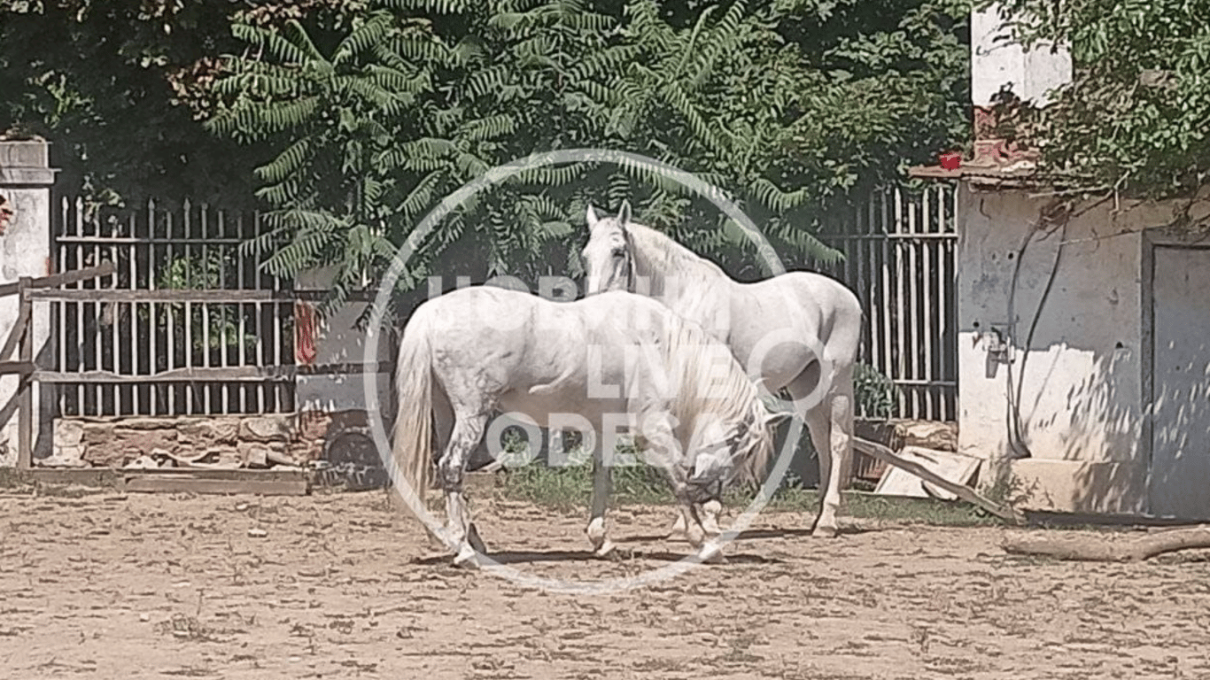 В Одесі впав кінь - власника зобов'язали провести йому медобстеження