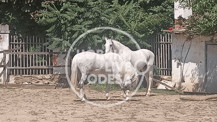 Постраждалий кінь Альберт в Одесі: власника зобов'язали провести тварині повне медобстеження - 285x160