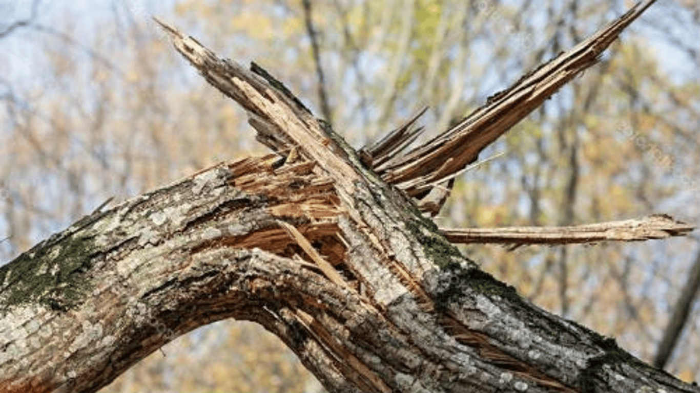 В Одессе упало дерево после снегопада-видео