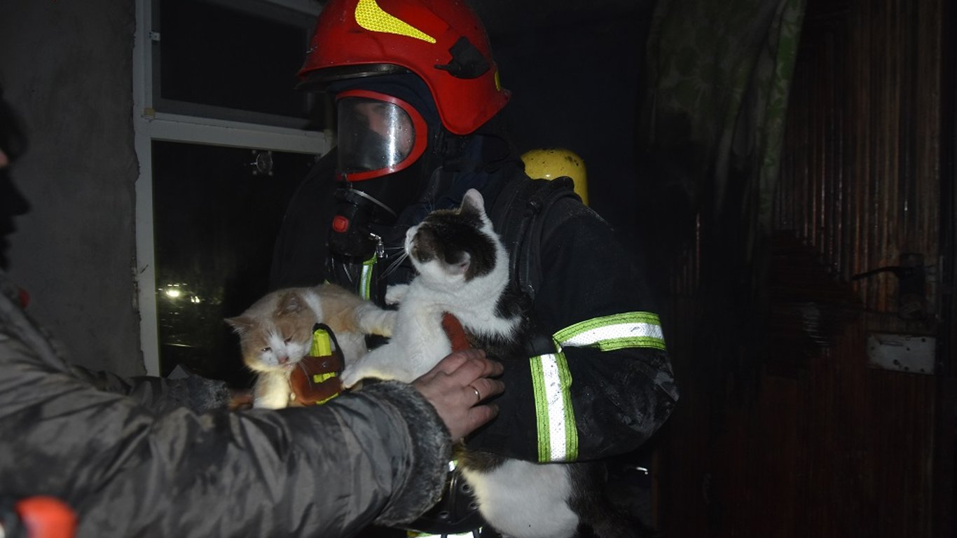 В Одессе из огня спасли двух кошек и собаку