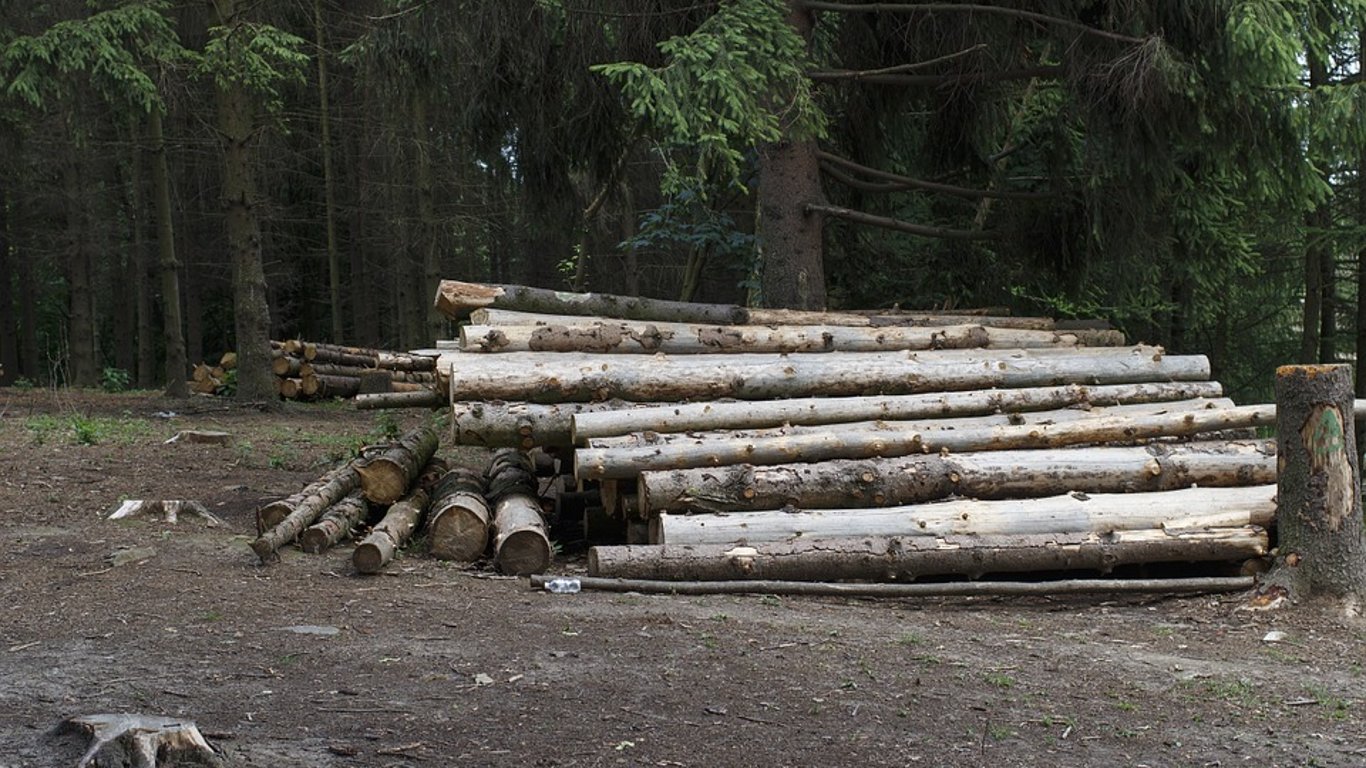 В Одессе задержали мужчину, который мог незаконно вырубить и перевозить деревья