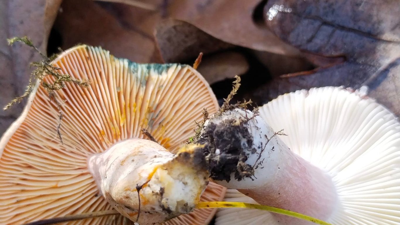 Одесский ботсад показал волшебные фото – последние осенние грибы