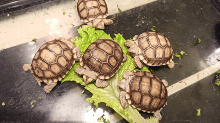 Немов маленькі кіндери: в Одеському зоопарку народилися черепахи. Фото - 285x160