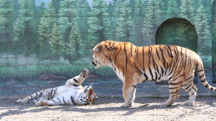 Ко Дню святого Валентина Одесский зоопарк выберет пару года: фото животных - 285x160