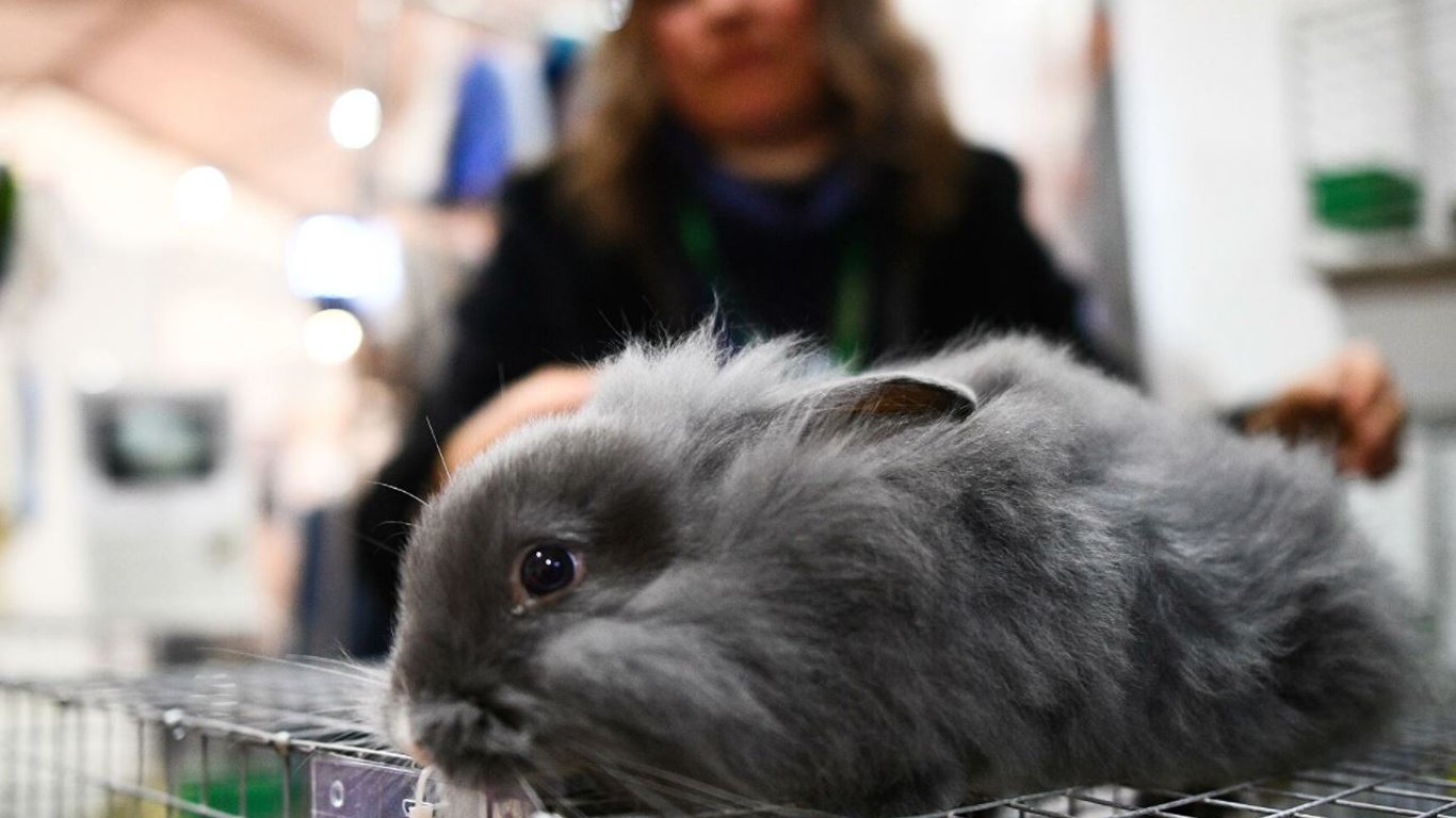 В Одеській області на смітнику знайшли домашнього кролика