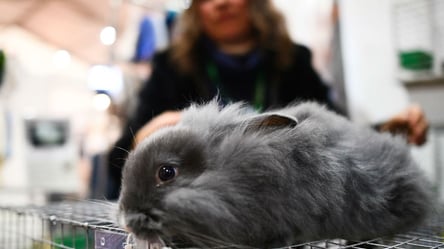 В Одеській області на смітнику знайшли живого домашнього кролика: що відомо - 285x160