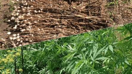 Незаконно выращивали: в Одесской области нашли десятки кустов каннабиса и почти тысячу высаженного мака - 285x160