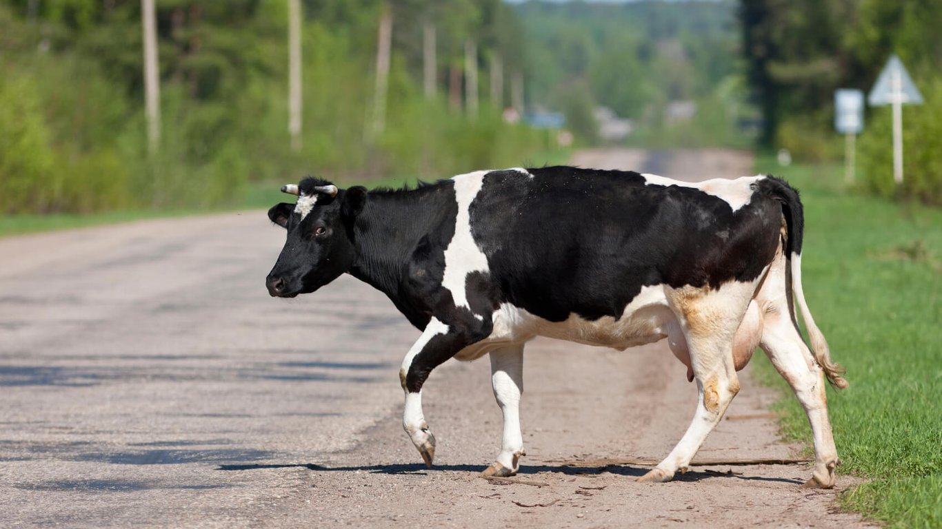 На Одещині поліція затримала водія, що напідпитку збив корову