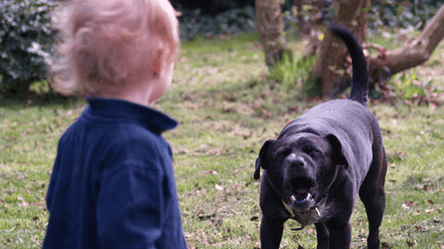 В Одесской области собака укусила ребенка: хозяин пса заплатит штраф - 285x160