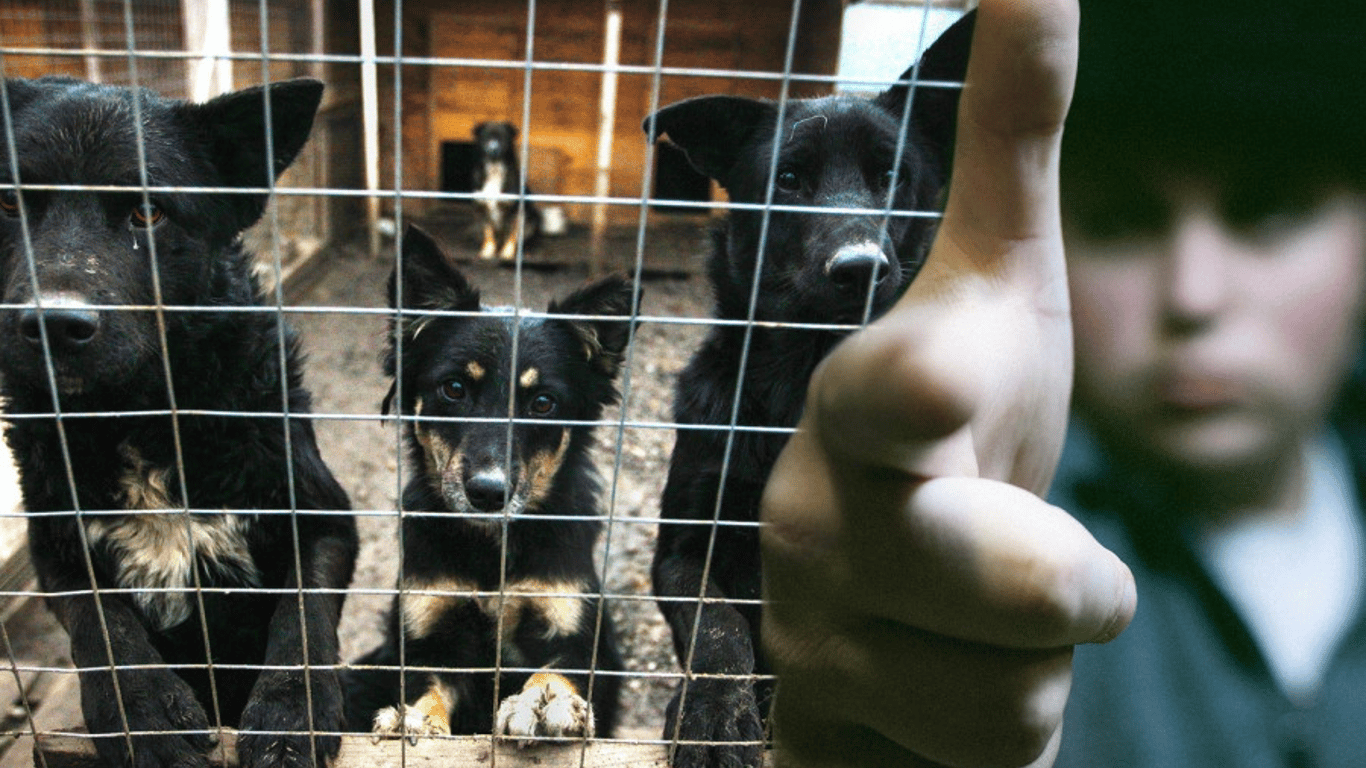 В Одеській області на території будинку пенсіонера вбили собак і вкрали тіла