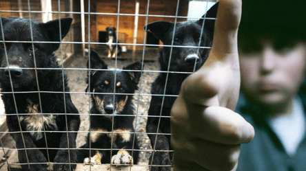 В Одеській області сусіди проникли на територію будинку пенсіонера, щоб вбити собак і вкрасти тіла. Відео - 285x160
