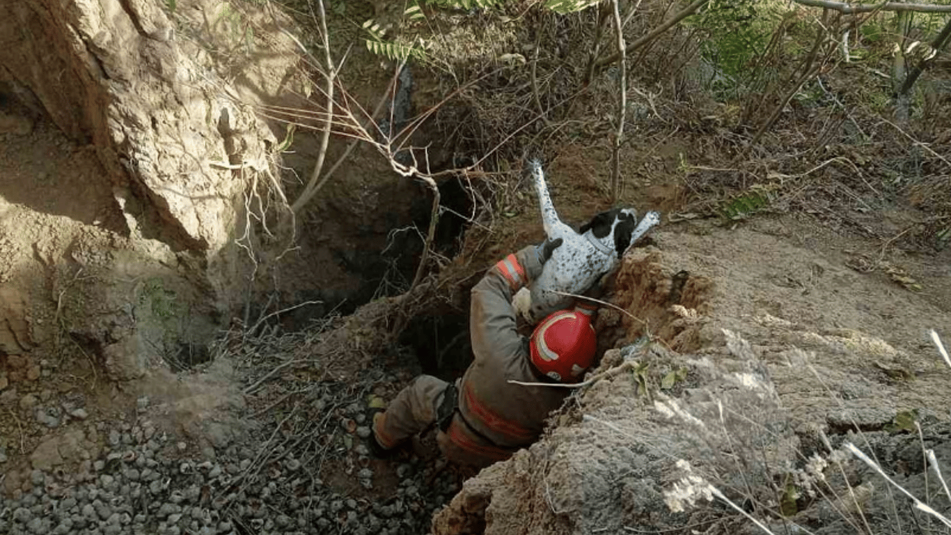 На Одещині врятували собаку, який впав до ями глибиною 5 метрів