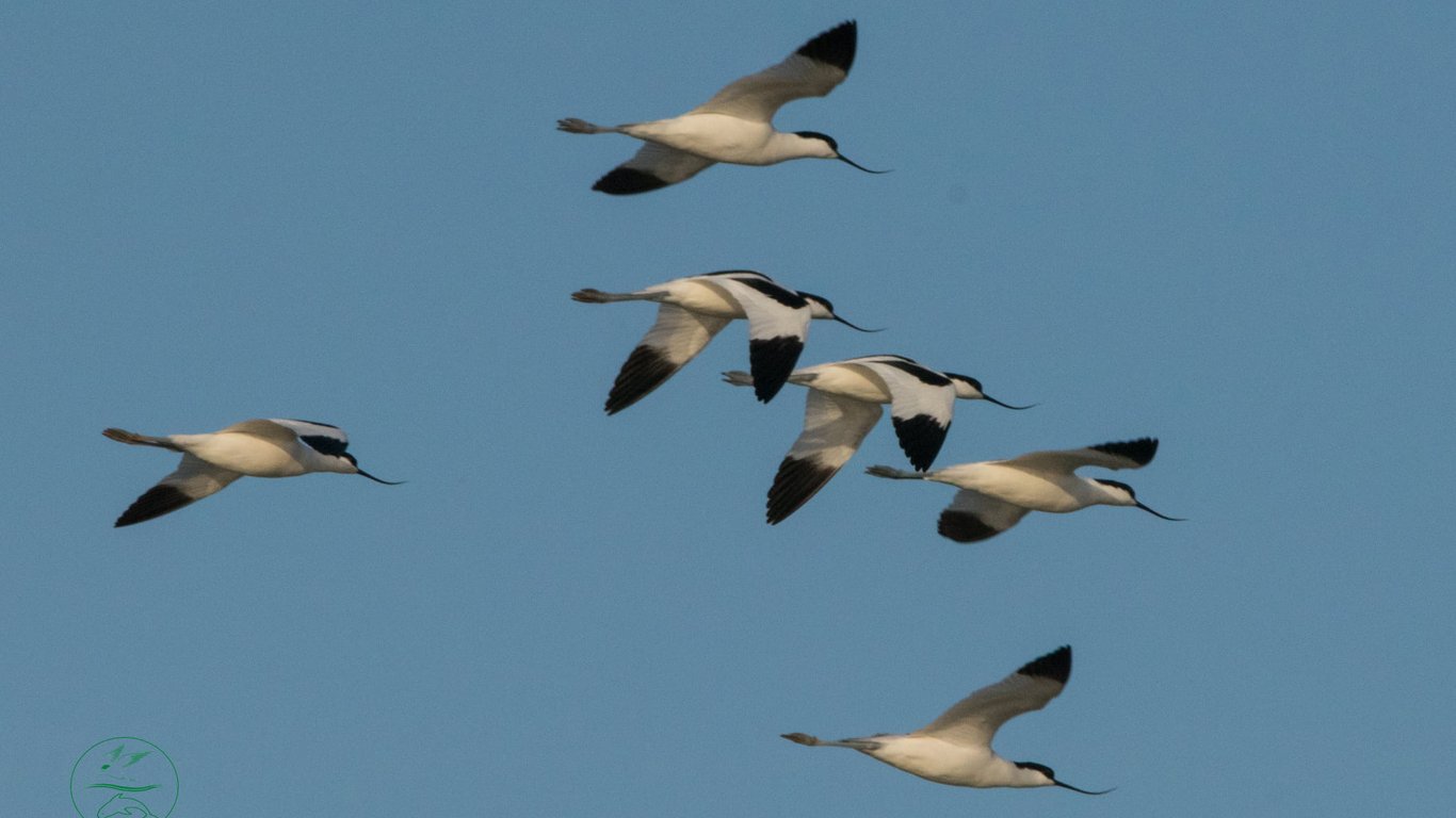 В Одесской области заметили большую стаю перелетных птиц