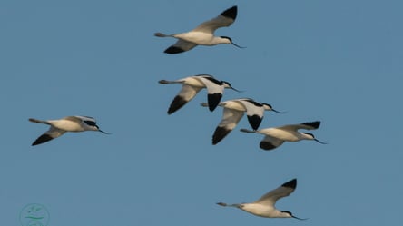 На Одещині зграя рідкісних птахів не полетіла на зимівлю: причини дивної поведінки - 285x160